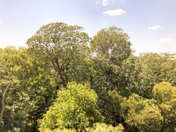 Apartament cu 4 camere Cismigiu - Parc - renovat