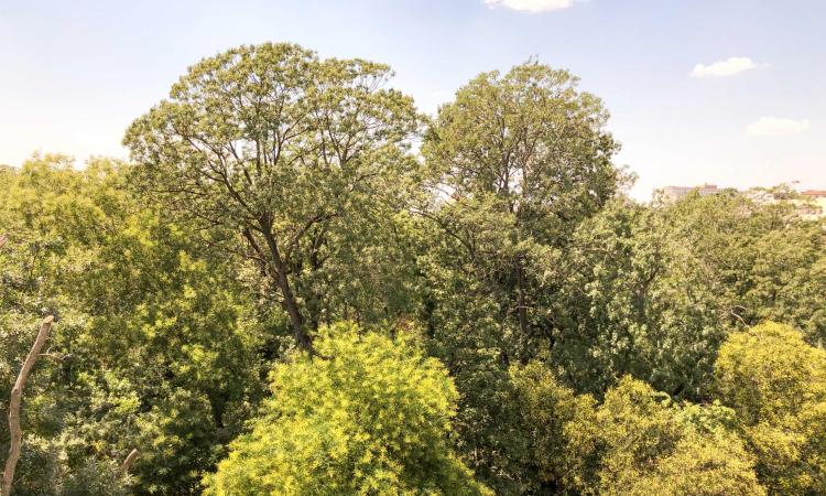 Apartament cu 4 camere Cismigiu - Parc - renovat
