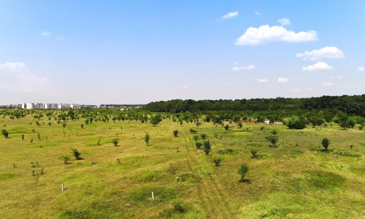 Baneasa - Piscul Corbului, teren intravilan, ideal investitie.