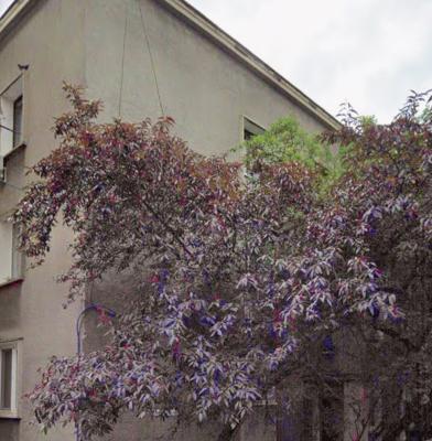 2 camere, Rahmaninov (Floreasca)
