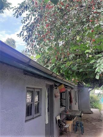 Casa cu gradina generoasa, pomi fructiferi pe rod, Tei