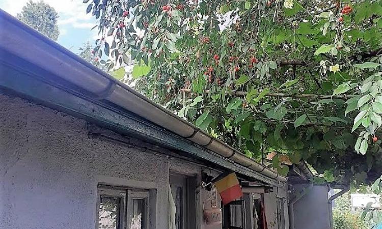 Casa cu gradina generoasa, pomi fructiferi pe rod, Tei