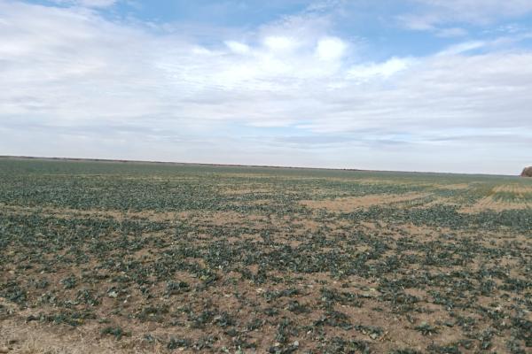 Ferma Agricolă 1.350 HA – Grad de Comasare 96–97%, Județul Arad