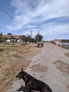 Ferma Zootehnică– Satchinez,  | 9,5 ha teren,vanzare sau schimb pentru jumatate din valoare