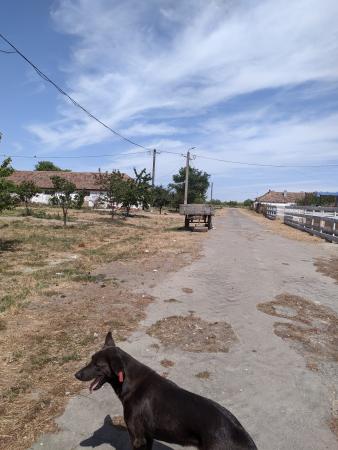 Ferma Zootehnică– Satchinez,  | 9,5 ha teren,vanzare sau schimb pentru jumatate din valoare