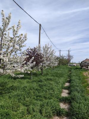 Ferma Zootehnică– Satchinez,9,5,vanzare sau schimb
