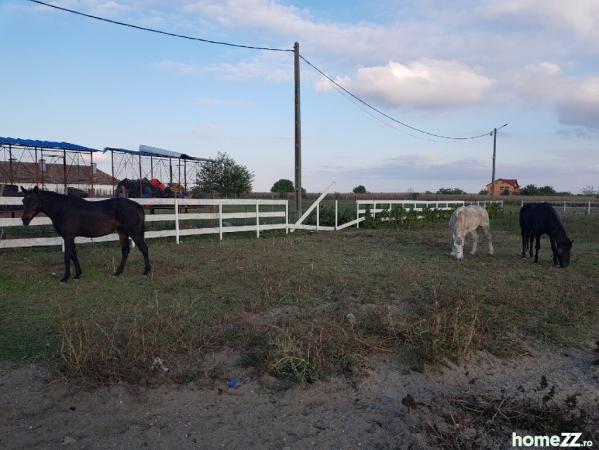 Ferma Zootehnică– Satchinez,  | 9,5 ha teren,vanzare sau schimb pentru jumatate din valoare