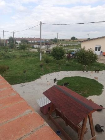Ferma Zootehnică– Satchinez,  | 9,5 ha teren,vanzare sau schimb pentru jumatate din valoare