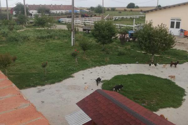 Ferma Zootehnică– Satchinez,9,5,vanzare sau schimb