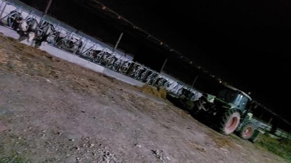 Ferma zootehnică funcțională, populată cu peste 200 capete bovine, aproape de Sânnicolau Mare