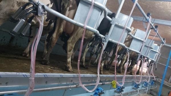 Ferma zootehnică funcțională,  400 capete bovine,  Sânnicolau Mare