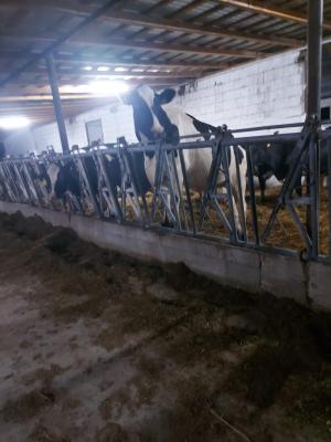Ferma zootehnică funcțională,  400 capete bovine,  Sânnicolau Mare