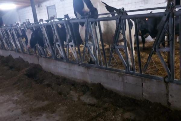 Ferma zootehnică funcțională, 400 capete bovine, Sânnicolau Mare