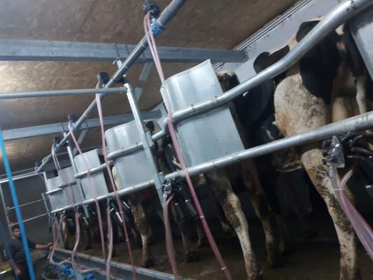 Ferma zootehnică funcțională,  400 capete bovine,  Sânnicolau Mare
