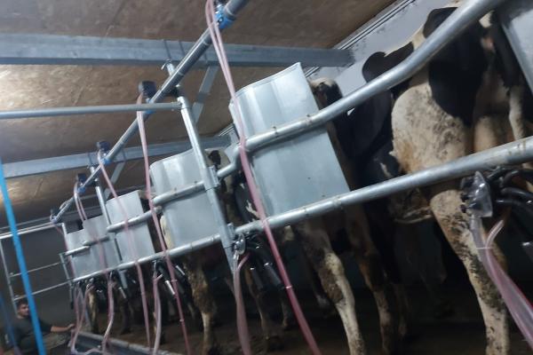 Ferma zootehnică funcțională, 400 capete bovine, Sânnicolau Mare