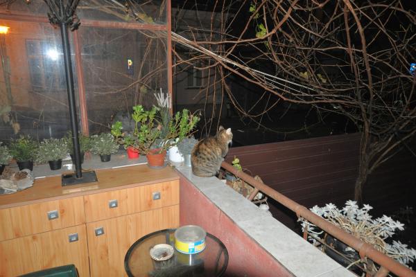 4 Camere in Vila Interbelica, Animalute admise, Zona linistita Traian/Pache Protopopescu