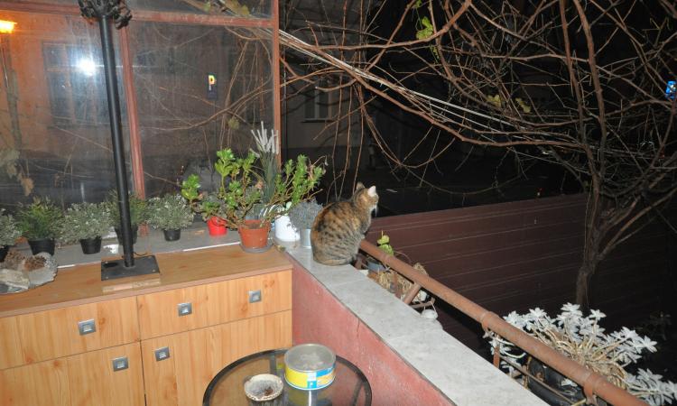4 Camere in Vila Interbelica, Animalute admise, Zona linistita Traian/Pache Protopopescu