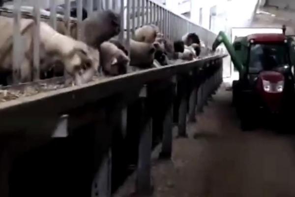 *Fermă modernă export miei | 6 ha | Standarde europene ,Brăila*