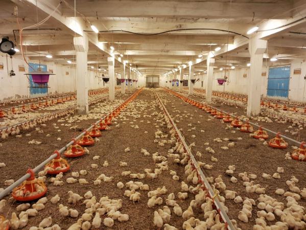Ferma avicola populata, aparoape de Oradea