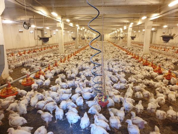 Ferma avicola populata, aparoape de Oradea