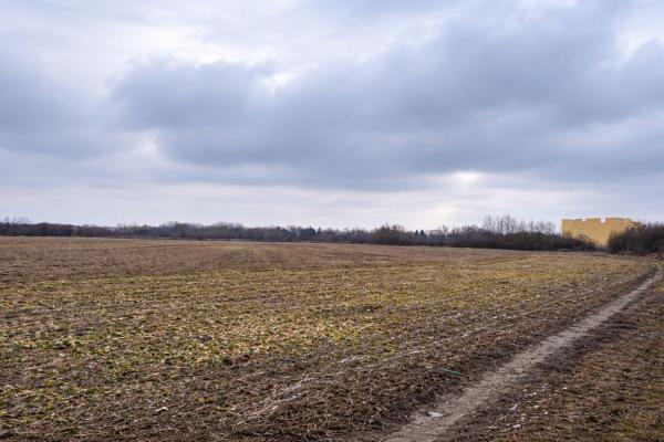 Teren 21.800 mp de vânzare – oportunitate pentru dezvoltare rezidențială în Gruiu, lângă Snagov