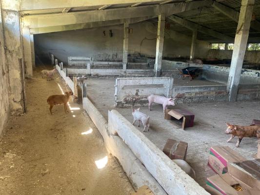 Ferma zootehnica mixta in judetul Vrancea