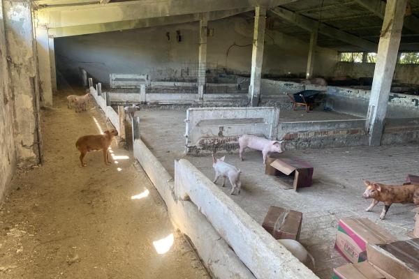 Ferma zootehnica mixta in judetul Vrancea