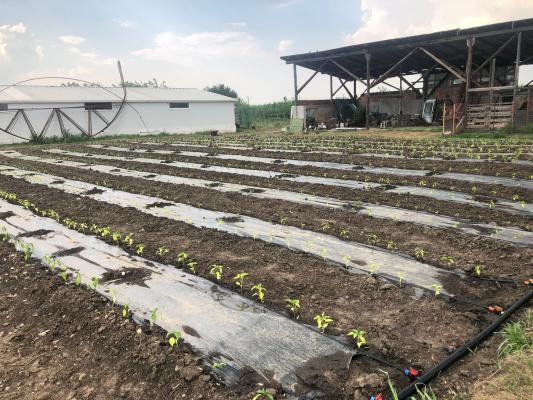 Fermă de vânzare | 3 ha | Între București și Constanța | Exploatație agricolă și zootehnică