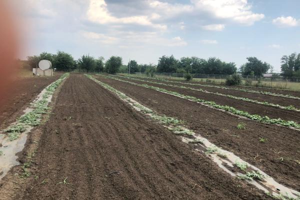 Fermă de vânzare | 3 ha | Între București și Constanța | Exploatație agricolă și zootehnică