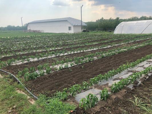 Fermă de vânzare | 3 ha | Între București și Constanța | Exploatație agricolă și zootehnică