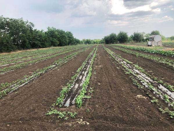 Fermă de vânzare | 3 ha | Între București și Constanța | Exploatație agricolă și zootehnică