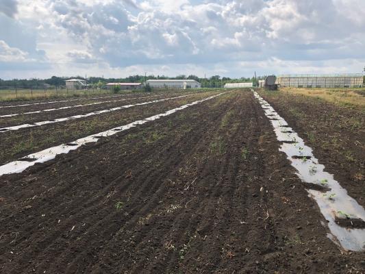 Fermă de vânzare | 3 ha | Între București și Constanța | Exploatație agricolă și zootehnică