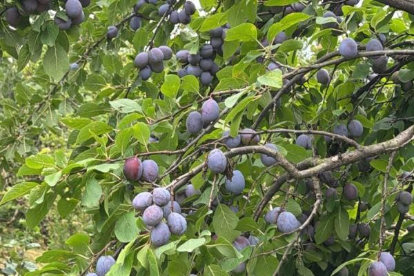 Fermă de vânzare | 3 ha | Între București și Constanța | Exploatație agricolă și zootehnică